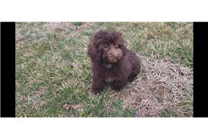 Mateo - Malti Poo - Maltipoo for sale