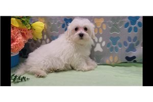 Jerry - Malti Poo - Maltipoo for sale