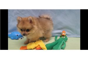 Dominic - Pomeranian for sale