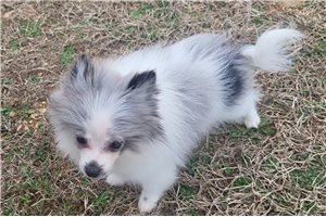 Arnold - Pomeranian for sale