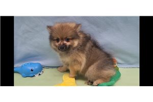 Dalton - Pomeranian for sale
