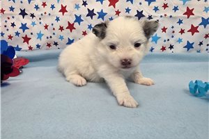 Isabelle - Pomeranian for sale