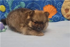 Dalton - Pomeranian for sale
