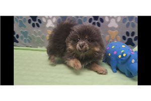 Enzo - Pomeranian for sale
