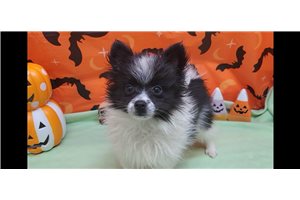 Mickey - Pomeranian for sale