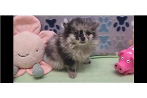 Erika - Pomeranian for sale