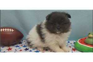Kohen - Pomeranian for sale