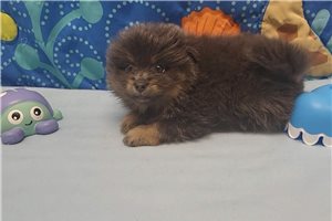 Enzo - Pomeranian for sale