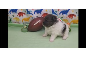 Kodak - Pomeranian for sale