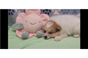 Ellie - Pomeranian for sale