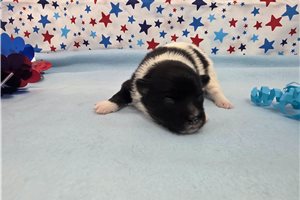 Kodak - Pomeranian for sale