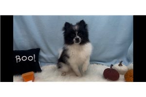 Mickey - Pomeranian for sale