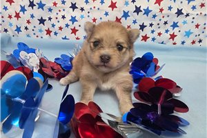 Iyla - puppy for sale