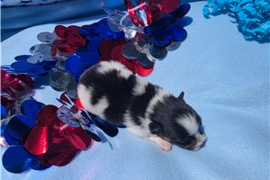 Glider - Pomeranian for sale