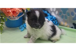 Eddie - puppy for sale