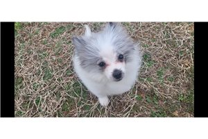 Arnold - Pomeranian for sale