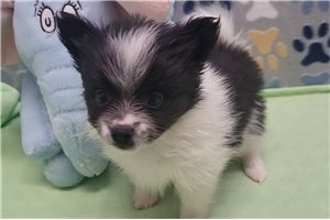 Mickey - Pomeranian for sale
