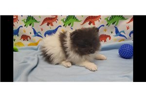 Kohen - Pomeranian for sale