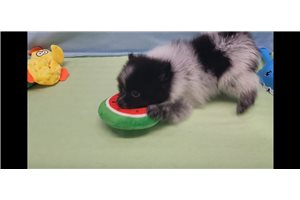 Eddie - Pomeranian for sale