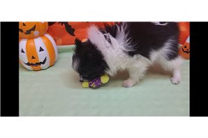 Mickey - Pomeranian for sale
