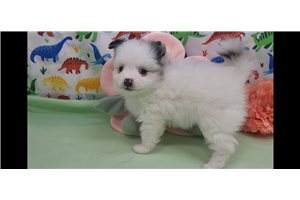 Isabelle - Pomeranian for sale