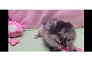 Erika - Pomeranian for sale