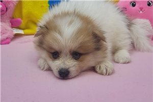 Ellie - puppy for sale