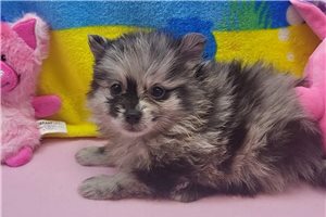 Erika - Pomeranian for sale