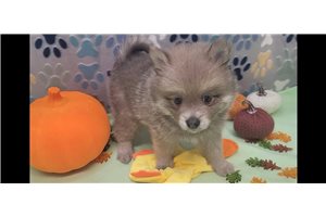Stafford - Pomeranian for sale