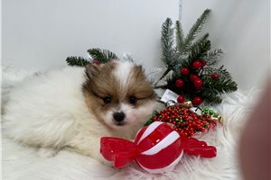 Faye - puppy for sale