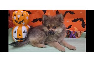 Dalton - Pomeranian for sale
