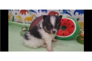 Glider - Pomeranian for sale