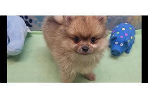 Dominic - Pomeranian for sale