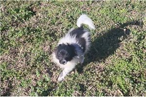 Franklin - Pomeranian for sale