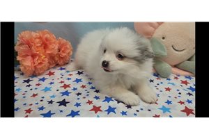 Isabelle - Pomeranian for sale
