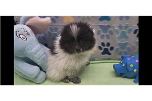 Eddie - Pomeranian for sale