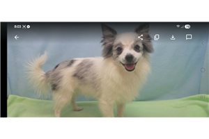 Arnold - Pomeranian for sale