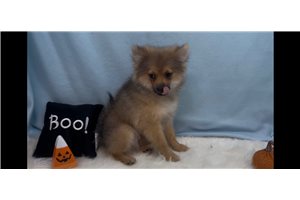 Dalton - Pomeranian for sale