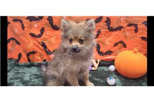 Dalton - Pomeranian for sale