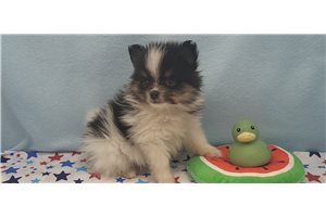 Glider - Pomeranian for sale
