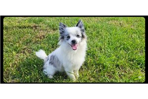 Arnold - Pomeranian for sale
