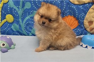 Dominic - puppy for sale