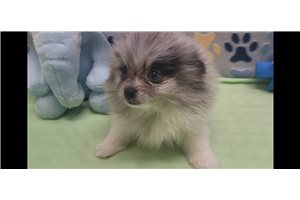 Elijah - Pomeranian for sale