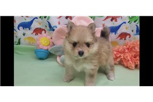 Iyla - Pomeranian for sale