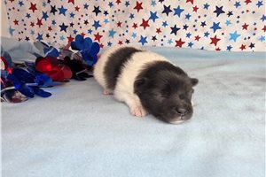 Kohen - puppy for sale