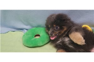 Enzo - Pomeranian for sale