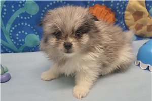 Elijah - puppy for sale