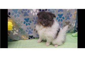 Kohen - Pomeranian for sale