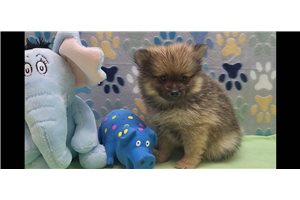 Dalton - Pomeranian for sale