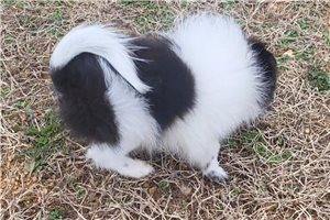 Franklin - Pomeranian for sale